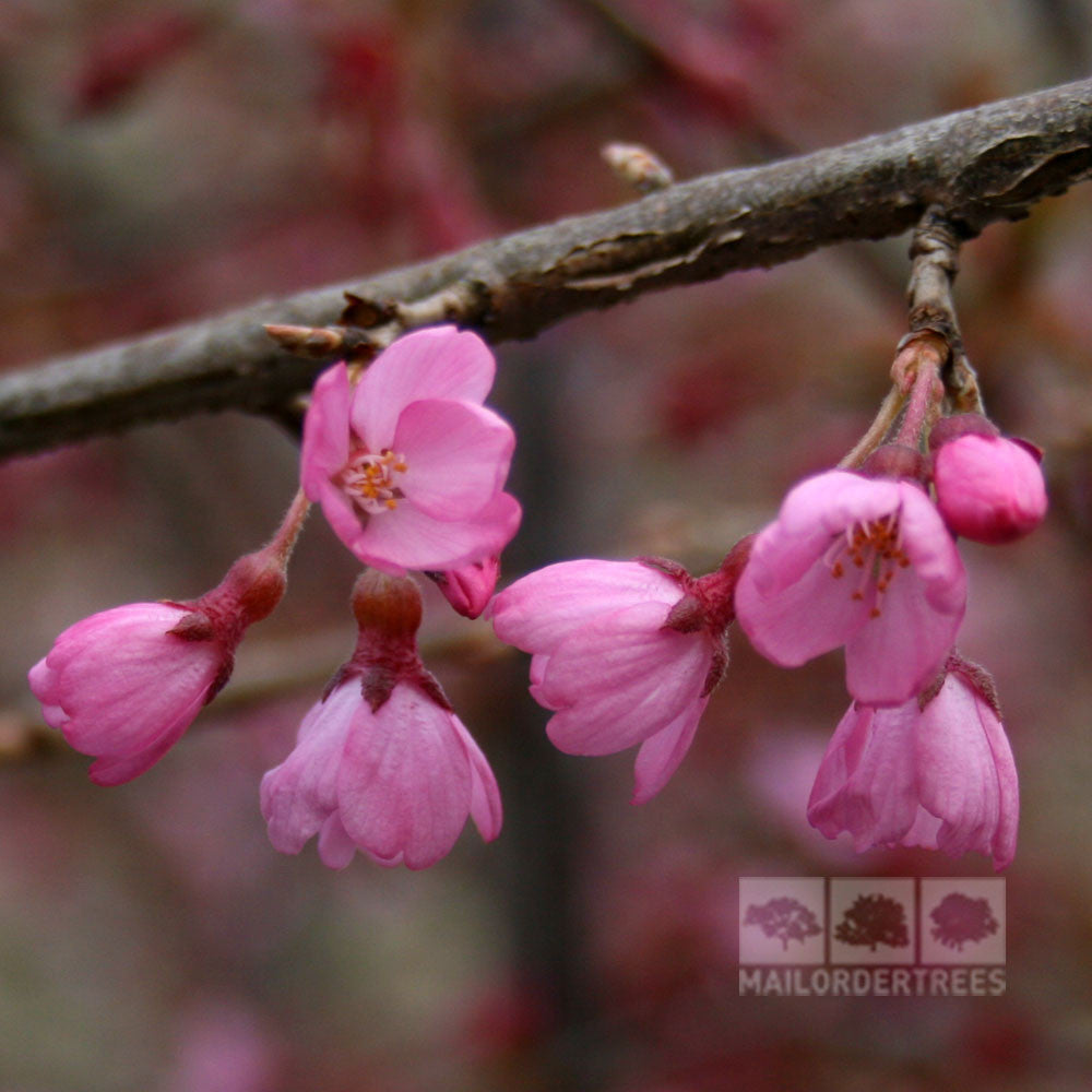 Prunus Kursar - Flowers