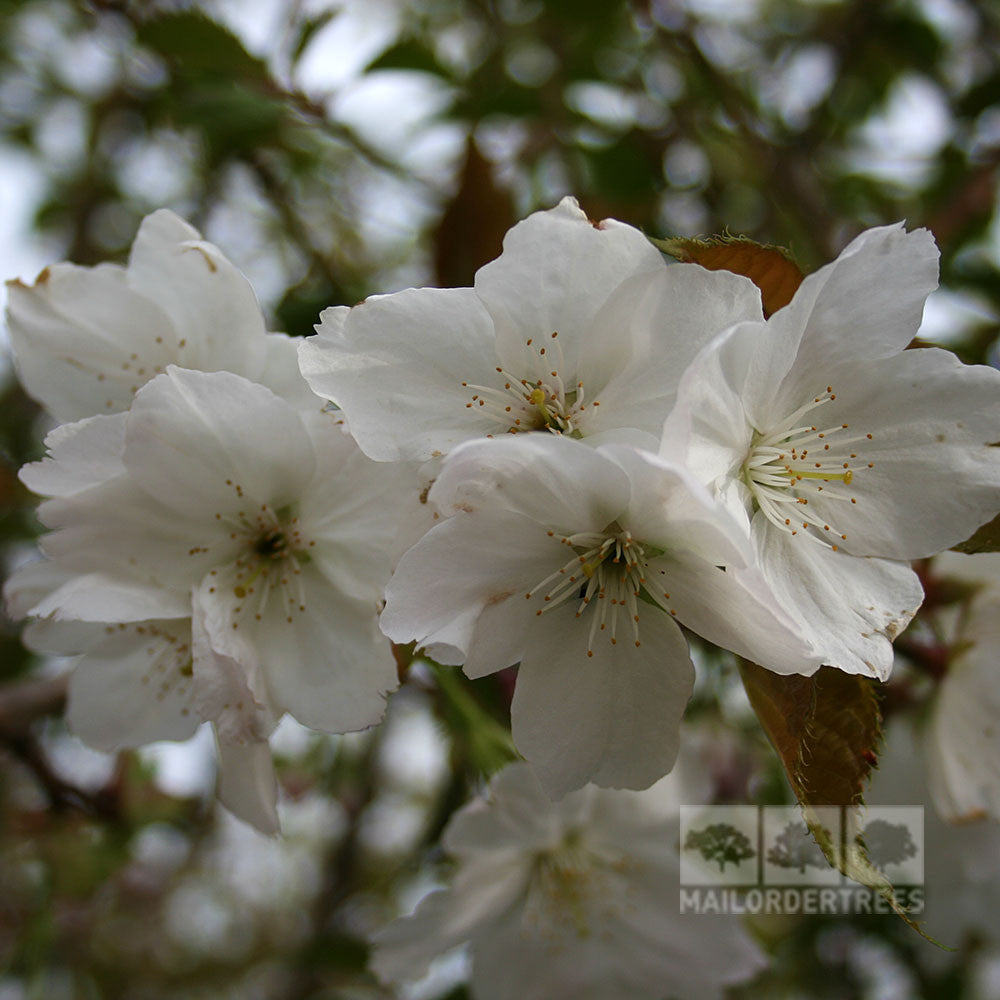 Prunus Tai Haku - Flower