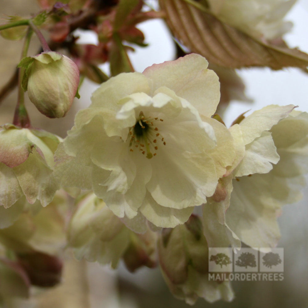 Prunus Ukon - Flower