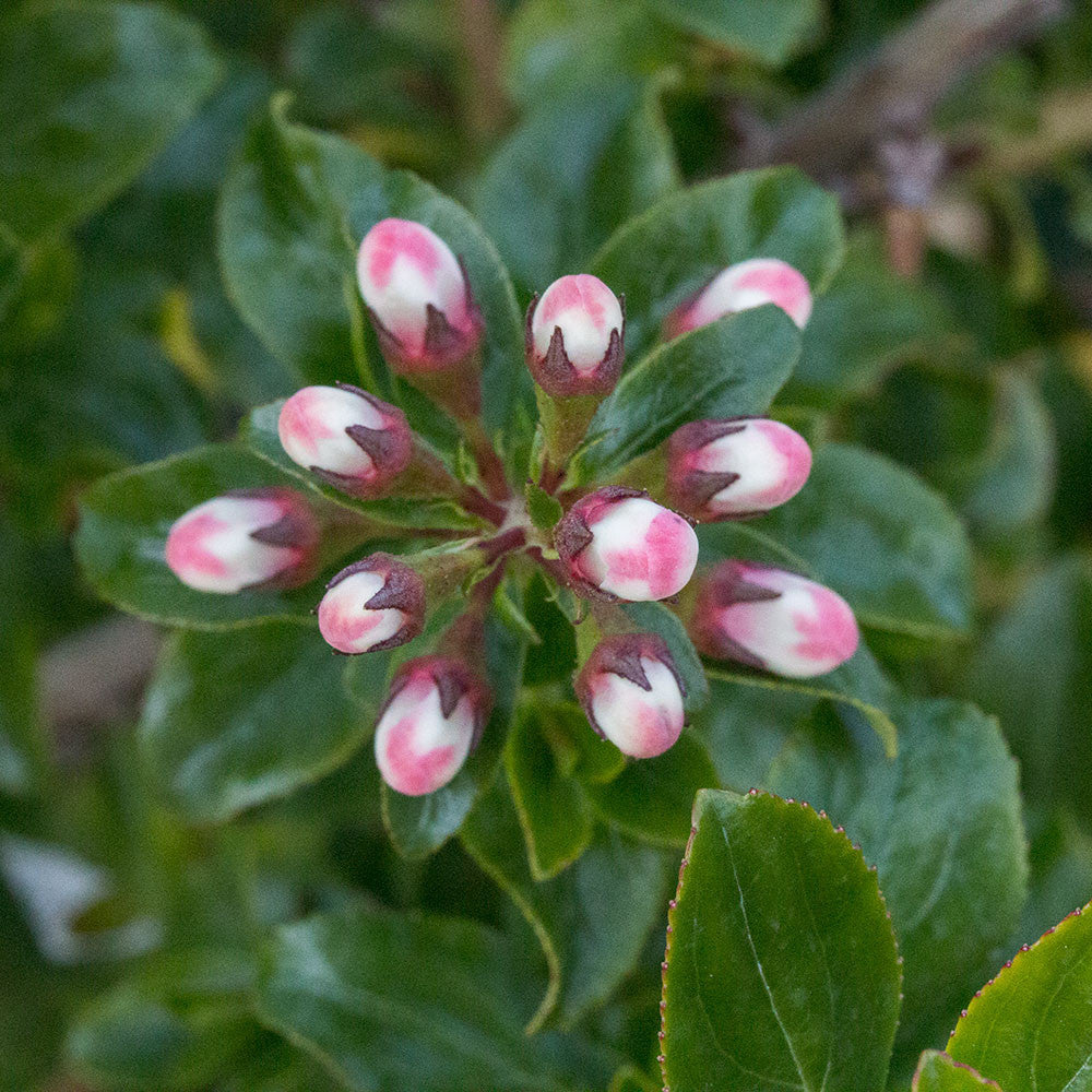 Escallonia Apple Blossom - Buds