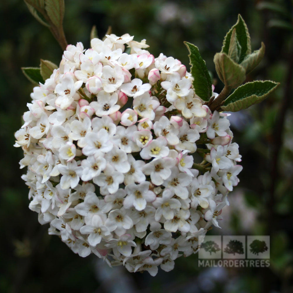 Viburnum x burkwoodii - Flowers