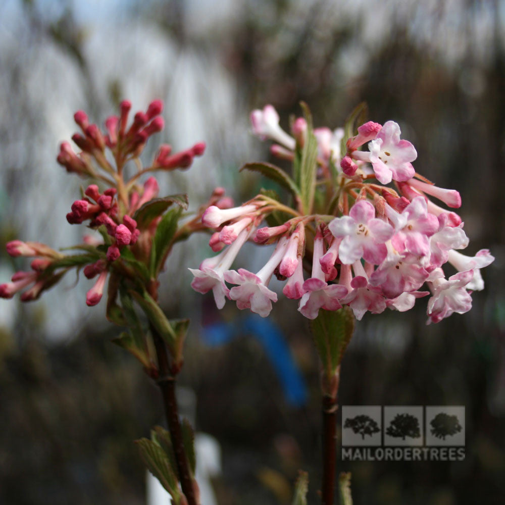 Viburnum Charles Lamont - Flowers and Buds